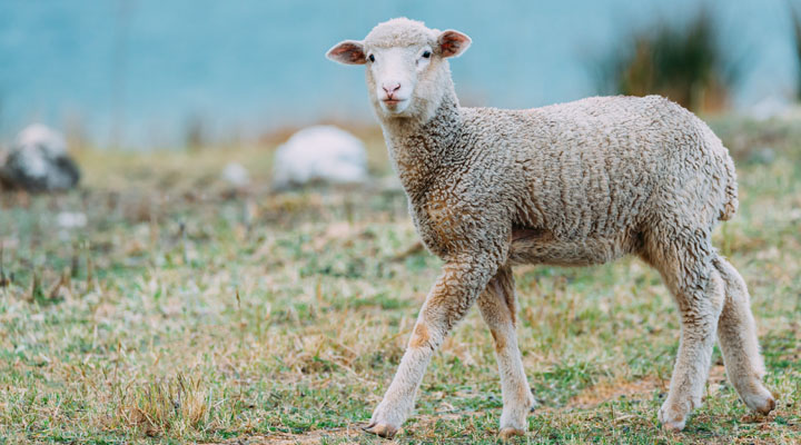 ovejas_gc4sheep_web